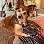 Roxy joined the competition — help win amazing prizes! dog, pet, couch, pillow, living_room, decor, curious, fluffy_ears, brown_fur, white_fur, collar, indoor, relaxed, furniture, home, comfort, portrait, animal, cute, cozy