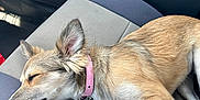 Roxy is registered to the contest to win money with this photo: dog, sleeping, car_seat, collar, pet, animal, resting, fur, inside_car, seat_belt, tan, white_paws, relaxed, domestic_animal, transportation, vehicle_interior, calm, close_up, mammal, ear