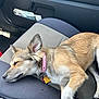 dog, sleeping, car_seat, collar, pet, animal, resting, fur, inside_car, seat_belt, tan, white_paws, relaxed, domestic_animal, transportation, vehicle_interior, calm, close_up, mammal, ear