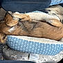 dog, pet_bed, blanket, car_seat, fur, relaxed, resting, blue, white, pattern, animal, sleeping, cozy, tail, indoor, comfort, textile, closeup, transport, seat