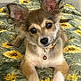 animal, bell, blanket, collar, curious, cute, dog, domestic_animal, ears, face, fur, indoor, lying_down, nose, paw, pet, puppy, resting, sunflower_pattern, young_dog