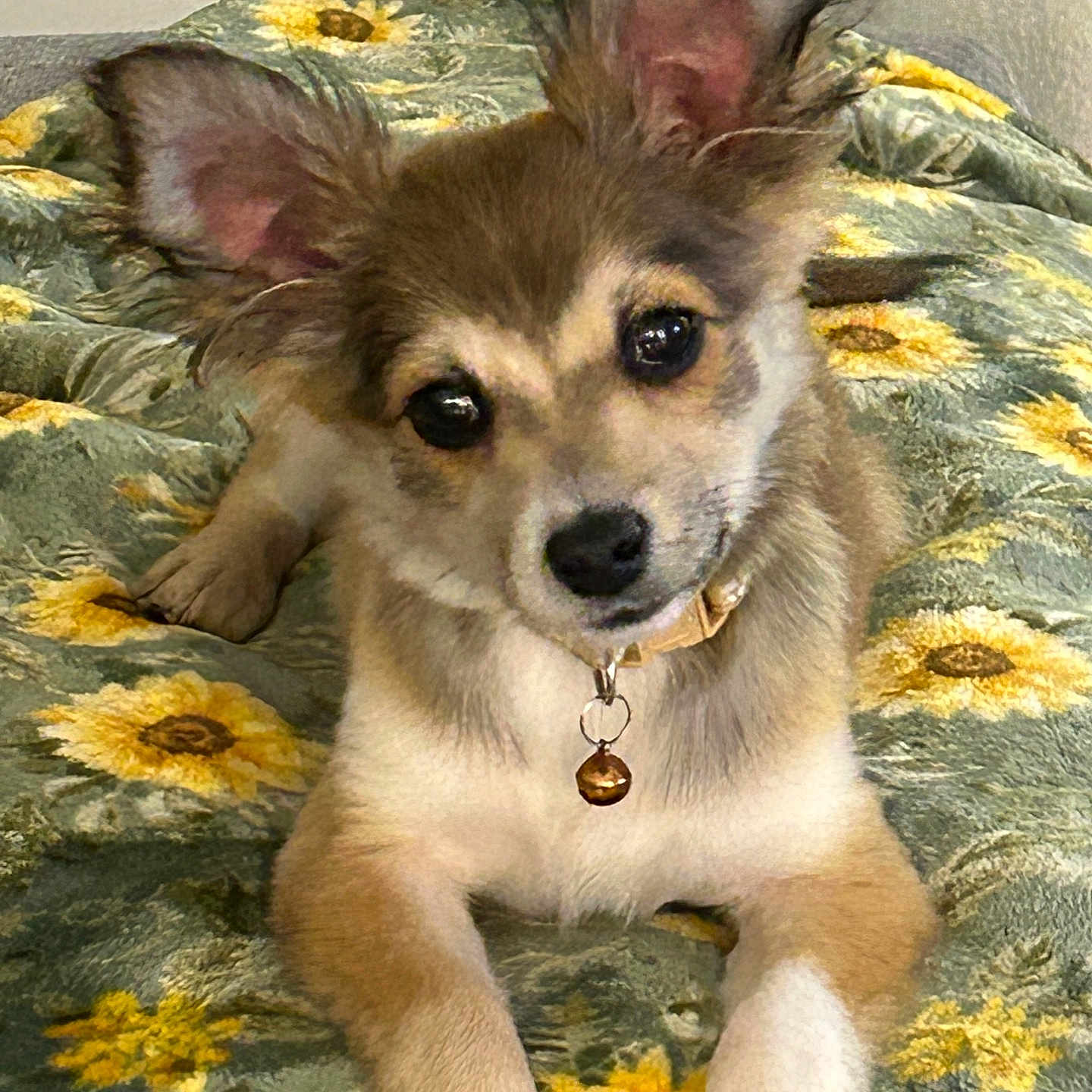 Roxy is registered to the contest to win money with this photo: animal, bell, blanket, collar, curious, cute, dog, domestic_animal, ears, face, fur, indoor, lying_down, nose, paw, pet, puppy, resting, sunflower_pattern, young_dog