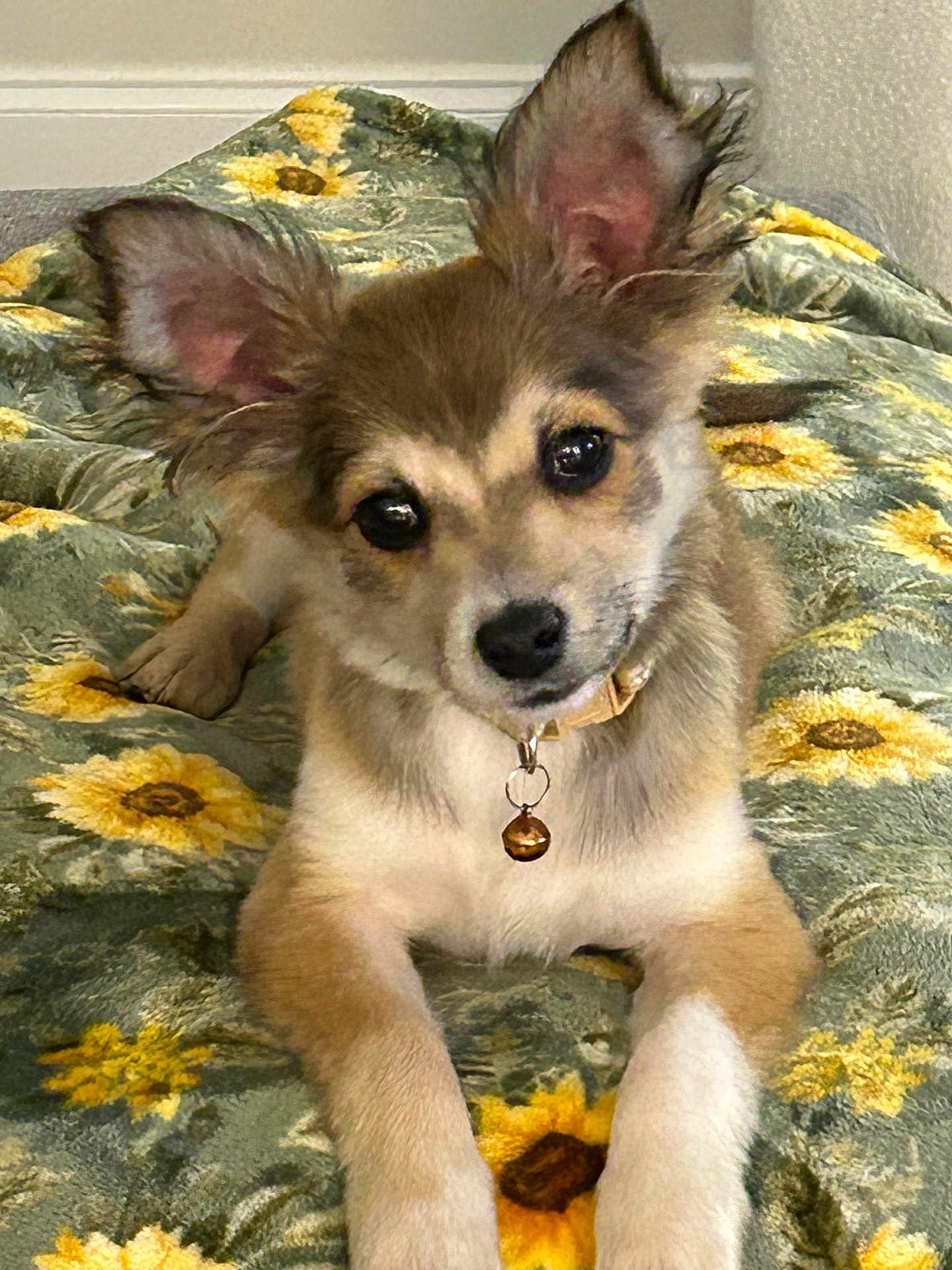 Roxy is registered to the contest to win money with this photo: animal, bell, blanket, collar, curious, cute, dog, domestic_animal, ears, face, fur, indoor, lying_down, nose, paw, pet, puppy, resting, sunflower_pattern, young_dog
