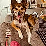 Roxy is registered to the contest to win money with this photo: dog, couch, pillows, plush_toy, living_room, lamp, decor, tongue_out, ears_up, happy, pet, fur, collar, tag, relaxed, indoor, furniture, table, picture_frame, cozy