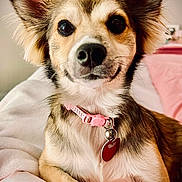 Roxy joined the competition — help win amazing prizes! dog, pet, collar, bell, tag, ears, fur, brown, white, pink, blanket, bed, indoor, cute, animal, portrait, relaxed, closeup, snout, canine