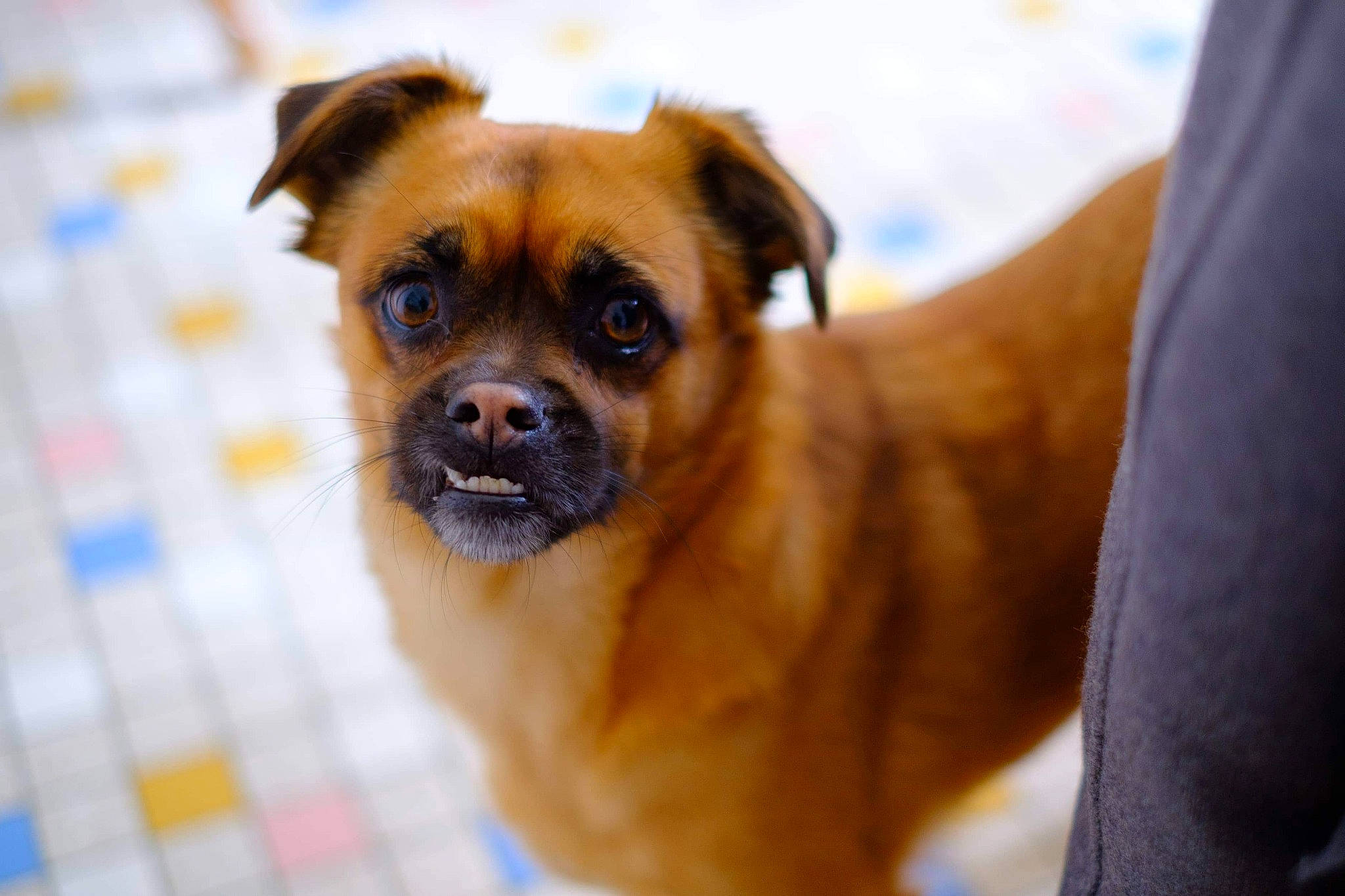 Ayana participe au concours pour gagner de l'argent avec cette photo : ancient_dog_breeds, boxer, canidae, carnivore, companion_dog, dog, dog_breed, fawn, mammal, person, pug, puggle, puppy, rare_breed_dog, snout, sporting_group, whiskers