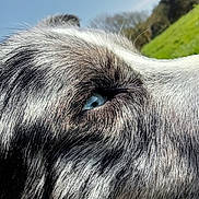 Bjorn participe au concours pour gagner de l'argent avec cette photo : dog, closeup, eye, blue_eye, fur, outdoor, grass, nature, sky, sunlight, animal, pet, portrait, muzzle, profile, daylight, canine, detailed, snout, watchful