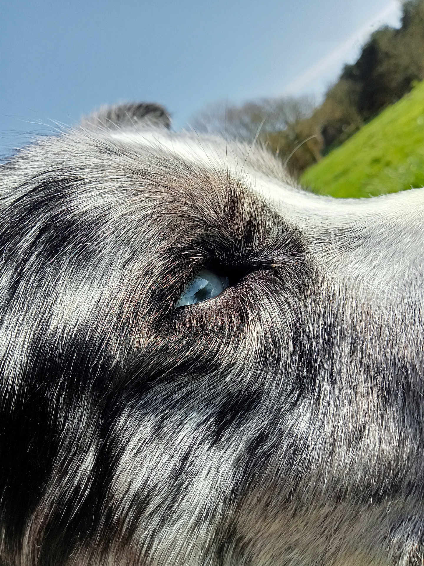 Bjorn participe au concours pour gagner de l'argent avec cette photo : dog, closeup, eye, blue_eye, fur, outdoor, grass, nature, sky, sunlight, animal, pet, portrait, muzzle, profile, daylight, canine, detailed, snout, watchful