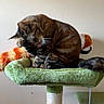 Limp Brizkit is registered to the contest to win money with this photo: cat, tabby, grooming, cat_tree, plush, toy, orange, green, feline, pet, whiskers, indoor, animal, fur, cute, sitting, playful, home, resting, cleaning
