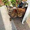 Limp Brizkit joined the competition — help win amazing prizes! cat, tabby, green_eyes, outdoor, concrete, crack, plastic_chair, leafy_plants, brick_wall, sunlight, shadow, curious, pet, animal, nature, garden, sidewalk, whiskers, fur, closeup