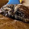 cat, tabby_cat, sleeping, curled_up, couch, leather, brown, indoor, cozy, pet, feline, animal, resting, fur, whiskers, home, relaxed, blue_cushion, furniture, warm_lighting