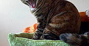 Limp Brizkit joined the competition — help win amazing prizes! cat, tabby, yawning, cat_tree, indoor, pet, feline, animal, fur, whiskers, ears, tail, mouth_open, tongue, scratching_post, household, cute, resting, sitting, cozy