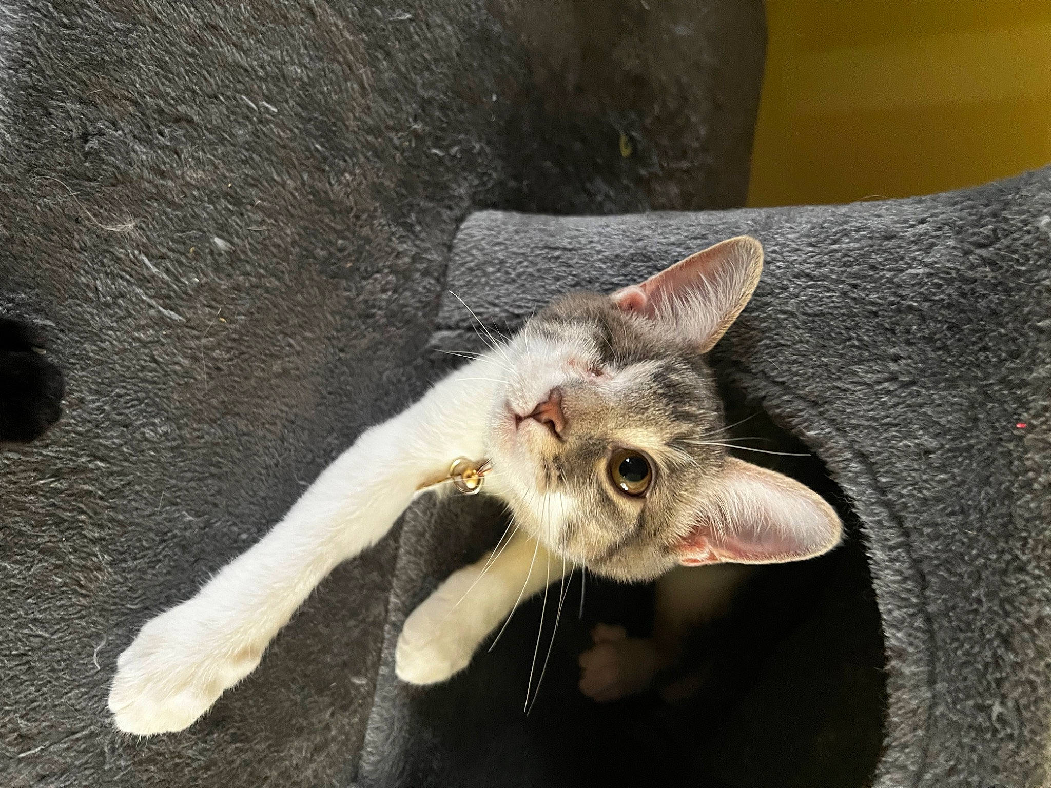 Ted is registered to the contest to win money with this photo: carnivore, cat, claw, domestic_short_haired_cat, fang, felidae, fur, paw, small_to_medium_sized_cats, snout, tail, whiskers