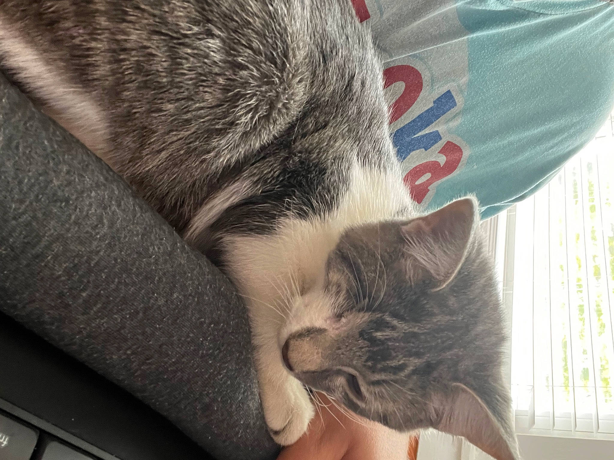 Ted is registered to the contest to win money with this photo: carnivore, cat, comfort, domestic_short_haired_cat, ear, felidae, fur, grey, human_leg, mammal, nap, paw, small_to_medium_sized_cats, snout, tail, textile, tree, vertebrate, whiskers, window