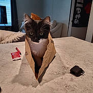 Ollie joined the competition — help win amazing prizes! cat, tuxedo_cat, paper_bag, table, indoor, curious, pet, whiskers, living_room, window, scissors, pen, couch, blanket, ear, furniture, household, marble_surface, black_and_white, domestic_animal