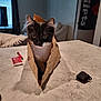 cat, tuxedo_cat, paper_bag, table, indoor, curious, pet, whiskers, living_room, window, scissors, pen, couch, blanket, ear, furniture, household, marble_surface, black_and_white, domestic_animal