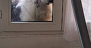 Usopp a rejoint le concours — aidez-le/la à gagner de superbes lots ! dog, window, glass, radiator, curious, fluffy, white_dog, indoor, outdoor, metal_frame, ladder, blurred_background, pet, animal, looking_in, home, furniture, reflection, daylight, closeup