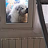dog, window, glass, radiator, curious, fluffy, white_dog, indoor, outdoor, metal_frame, ladder, blurred_background, pet, animal, looking_in, home, furniture, reflection, daylight, closeup