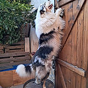 Usopp participe au concours pour gagner de l'argent avec cette photo : dog, fluffy, barrel, wooden_gate, outdoor, greenery, leafy, happy, pet, standing, fence, rustic, fur, animal, playful, canine, smiling, yard, sunlight, texture