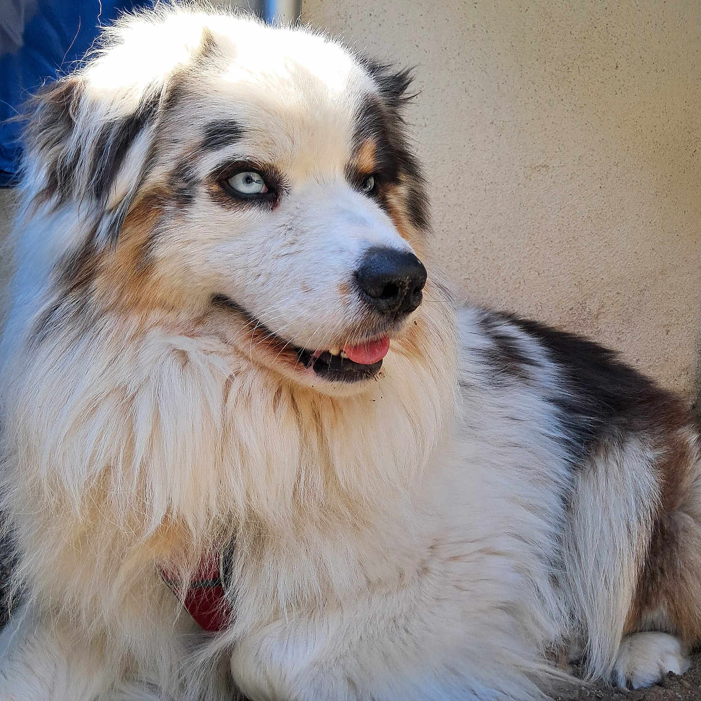 Usopp participe au concours pour gagner de l'argent avec cette photo : dog, fluffy, blue_eyes, outdoor, animal, pet, fur, lying_down, close_up, canine, white_fur, brown_fur, black_fur, tongue_out, nature, relaxed, portrait, mammal, companion, cute