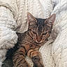 Brera participe au concours pour gagner de l'argent avec cette photo : cat, tabby, pet, animal, feline, close_up, portrait, blanket, knitted_blanket, cozy, indoors, resting, lying_down, paws, whiskers, ears, striped_fur, brown_fur, relaxed, cute