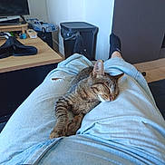 Brera a rejoint le concours — aidez-le/la à gagner de superbes lots ! cat, kitten, tabby, sleeping, relaxed, pet, animal, feline, lap, legs, jeans, clothing, indoor, home, living_room, furniture, desk, television, toy_car, trash_bin