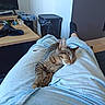 cat, kitten, tabby, sleeping, relaxed, pet, animal, feline, lap, legs, jeans, clothing, indoor, home, living_room, furniture, desk, television, toy_car, trash_bin
