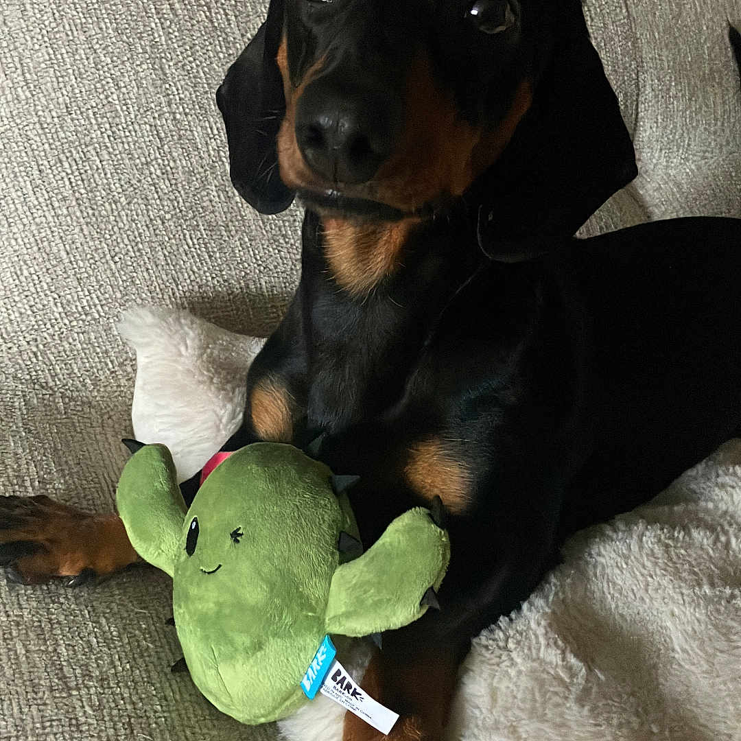 Uth a rejoint le concours — aidez-le/la à gagner de superbes lots ! animal, black_and_tan, blanket, cactus, comfort, companion, couch, cozy, cute, dachshund, dog, fur, home, indoor, paw, pet, plush_toy, relaxed, texture, toy