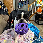 Luna joined the competition — help win amazing prizes! blanket, boston_terrier, carpet, coats, couch, cute, dog, door, eyes, lamp, living_room, mirror, pet, playful, portrait, purple_ball, side_table, staircase, toy_ball, welcome_sign