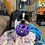 blanket, boston_terrier, carpet, coats, couch, cute, dog, door, eyes, lamp, living_room, mirror, pet, playful, portrait, purple_ball, side_table, staircase, toy_ball, welcome_sign