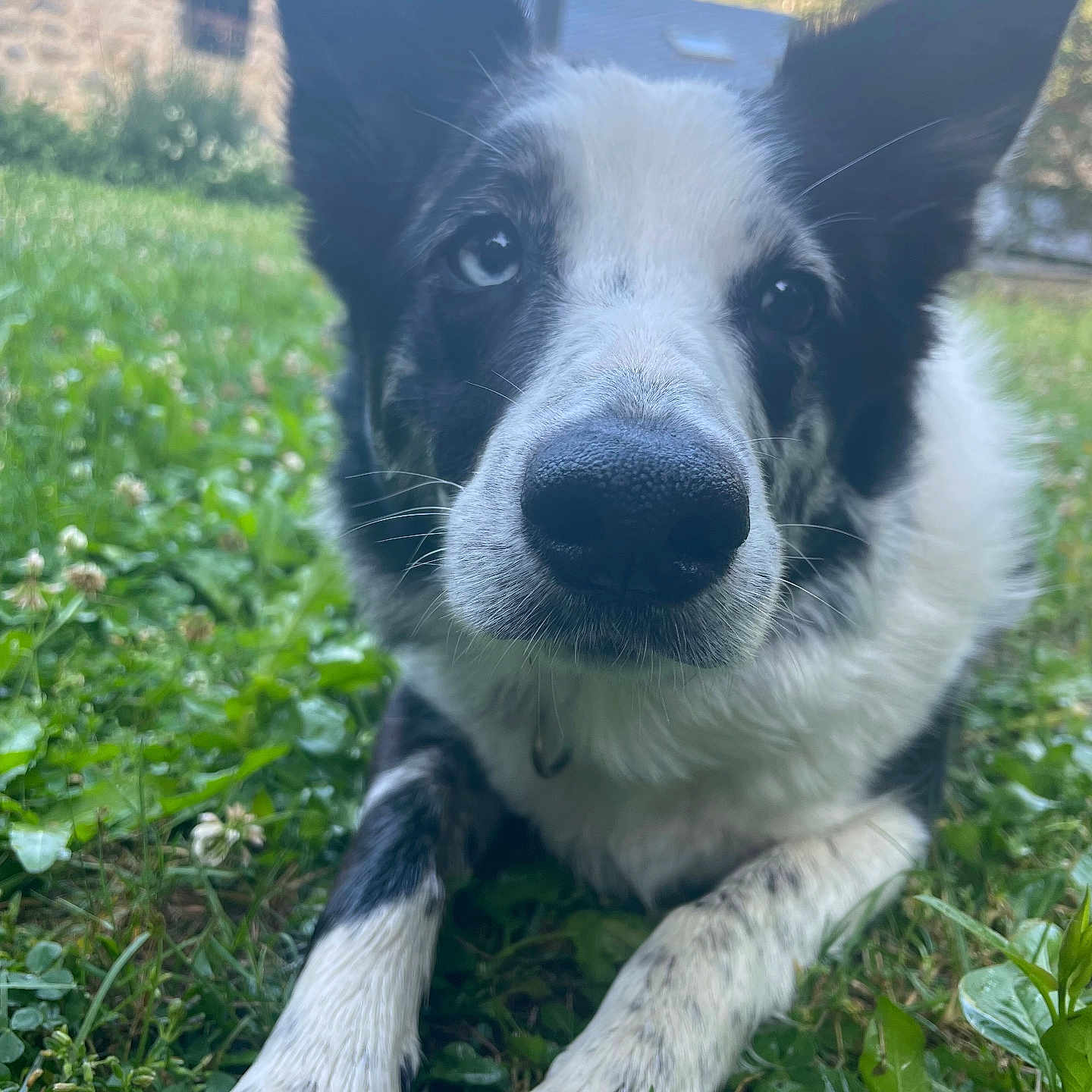 Xula participe au concours pour gagner de l'argent avec cette photo : animal, architecture, building, canine, dog, field, grass, grassland, green, herbal, herbs, husky, lawn, nature, outdoors, pet, plant, puppy, shelter, vegetation