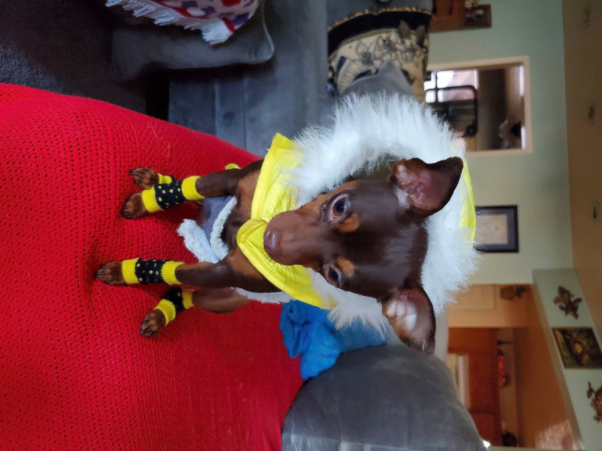 Nela joined the competition — help win amazing prizes! canidae, carnivore, comfort, companion_dog, dog, dog_breed, dog_supply, fawn, felidae, fur, houseplant, non_sporting_group, picture_frame, room, small_to_medium_sized_cats, sporting_group, stuffed_toy, tail, toy, working_animal