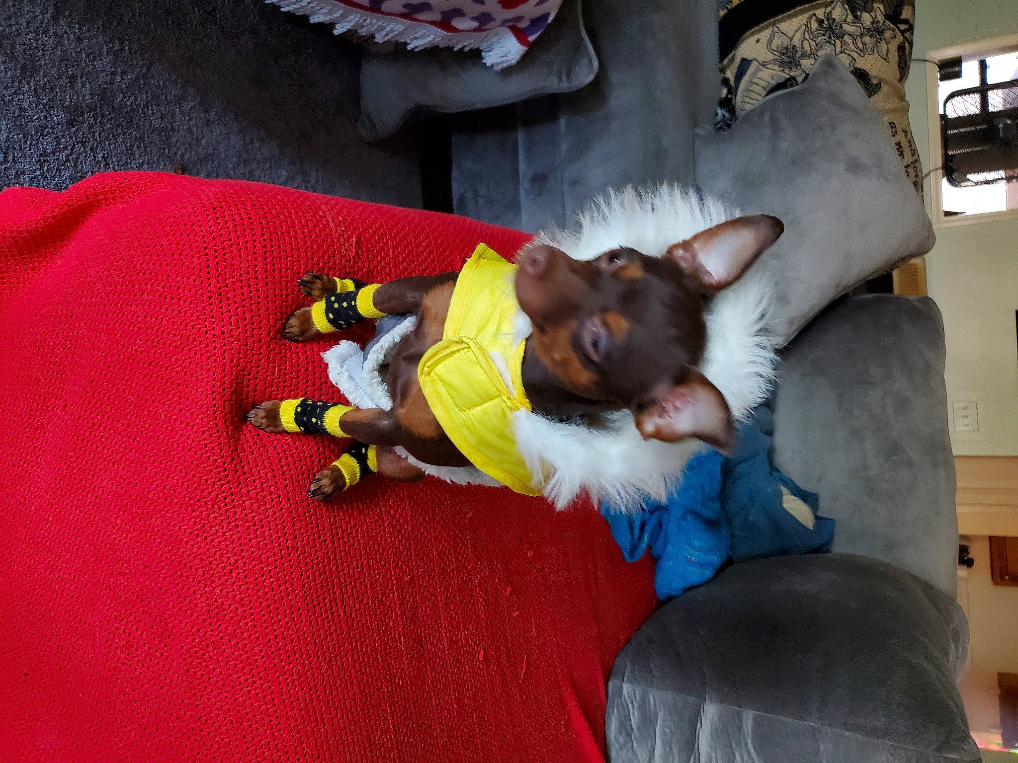 Nela joined the competition — help win amazing prizes! baby_products, bed, child, comfort, companion_dog, dog, dog_breed, fictional_character, fun, human_leg, jeans, lap, leisure, linens, nap, room, t_shirt, textile, thigh, toddler