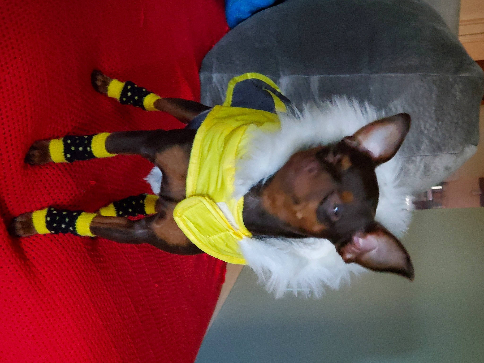 Nela is registered to the contest to win money with this photo: adventure, canidae, carnivore, companion_dog, costume, dog, dog_breed, dog_clothes, dog_supply, event, fictional_character, fun, guard_dog, personal_protective_equipment, sock, sporting_group, tail, toy_dog, walking_shoe, working_animal