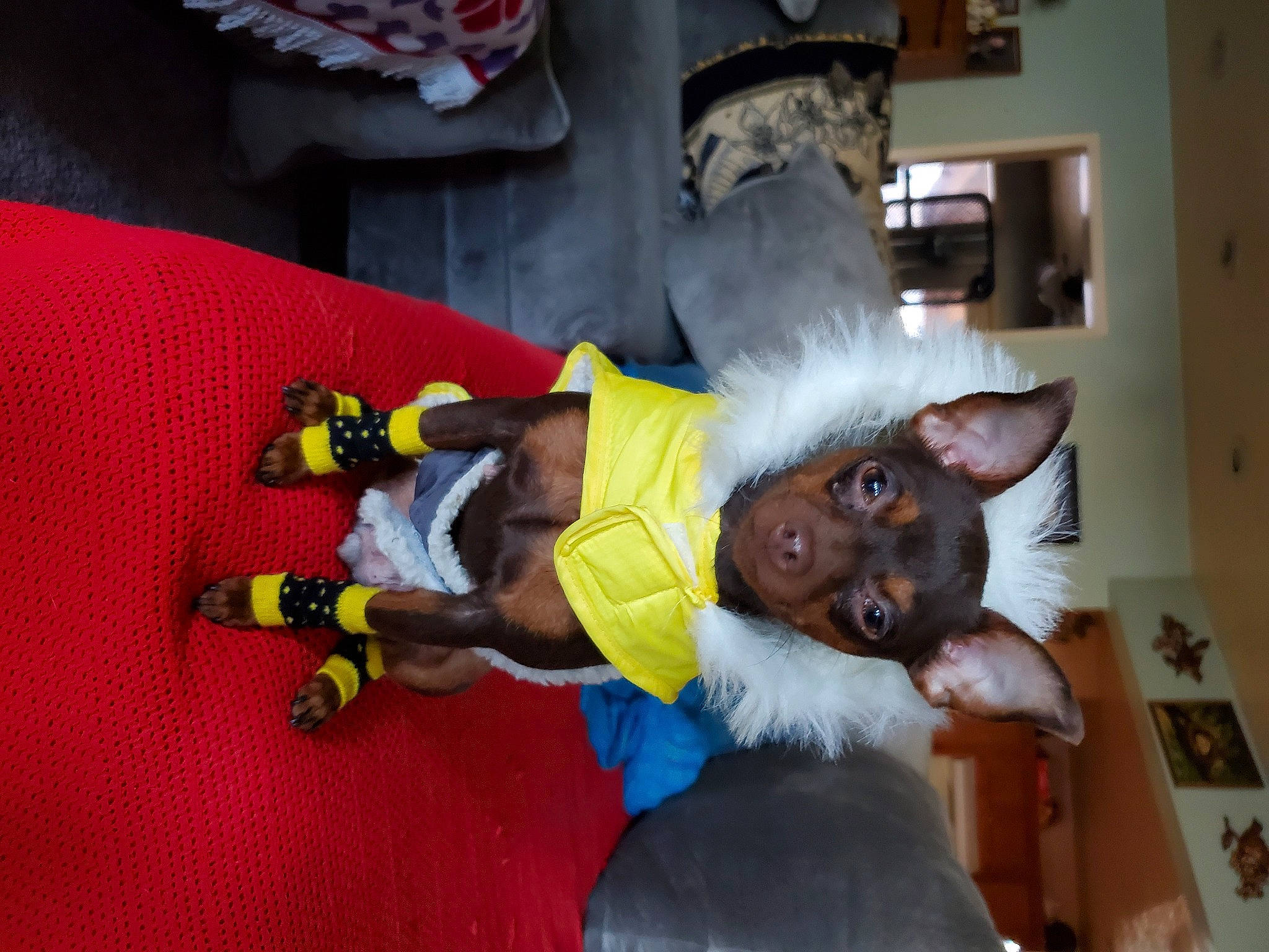 Nela is registered to the contest to win money with this photo: canidae, carnivore, companion_dog, costume, costume_hat, dog, dog_breed, dog_supply, event, fictional_character, fun, fur, lap, mascot, party_supply, plush, room, stuffed_toy, tail, working_animal