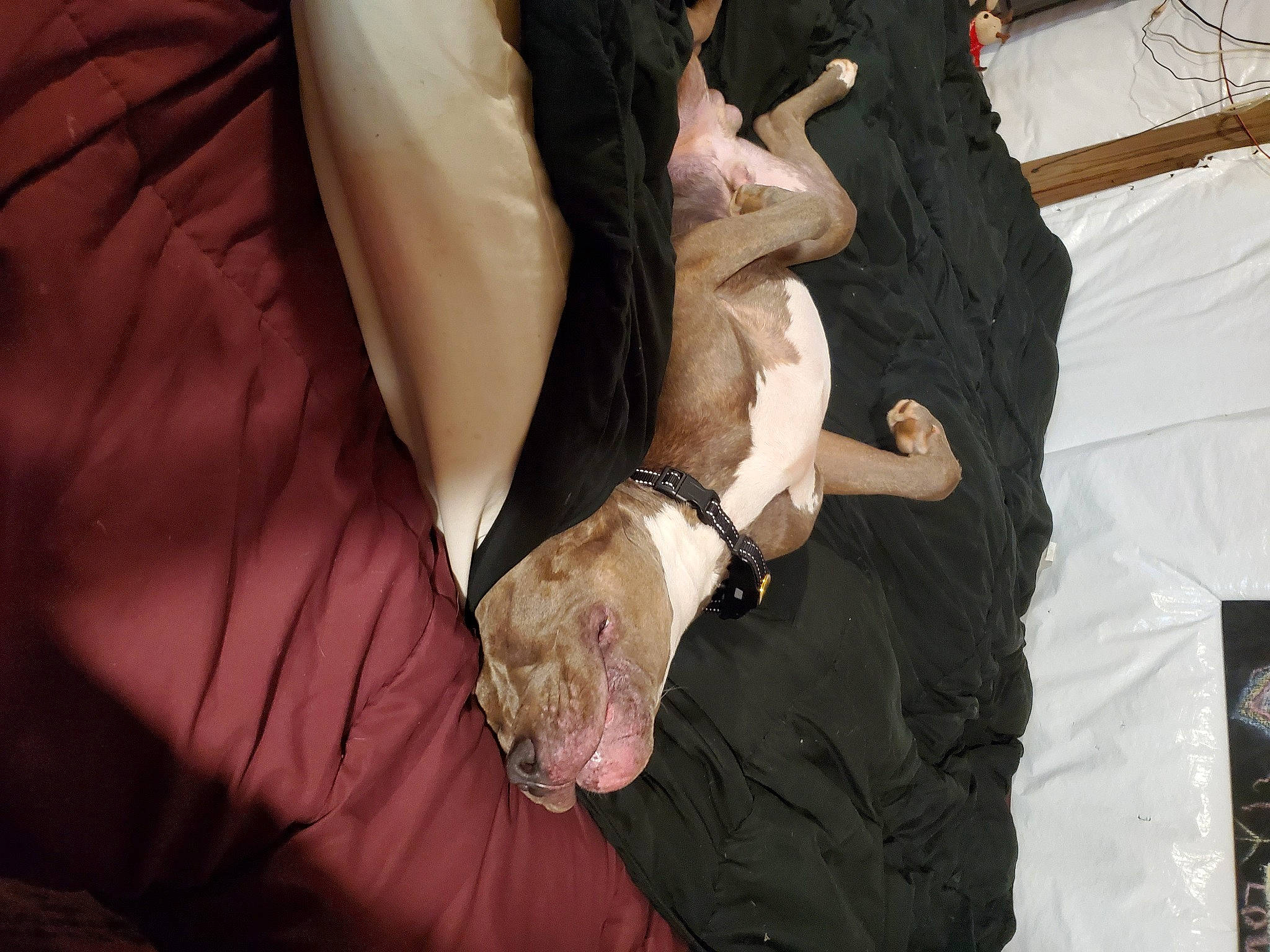 Buddy joined the competition — help win amazing prizes! blazer, collar, dress, dress_shirt, event, fashion_accessory, fashion_design, finger, flash_photography, formal_wear, gesture, human_leg, jewellery, nail, outerwear, sleeve, street_fashion, suit, tie, wrist