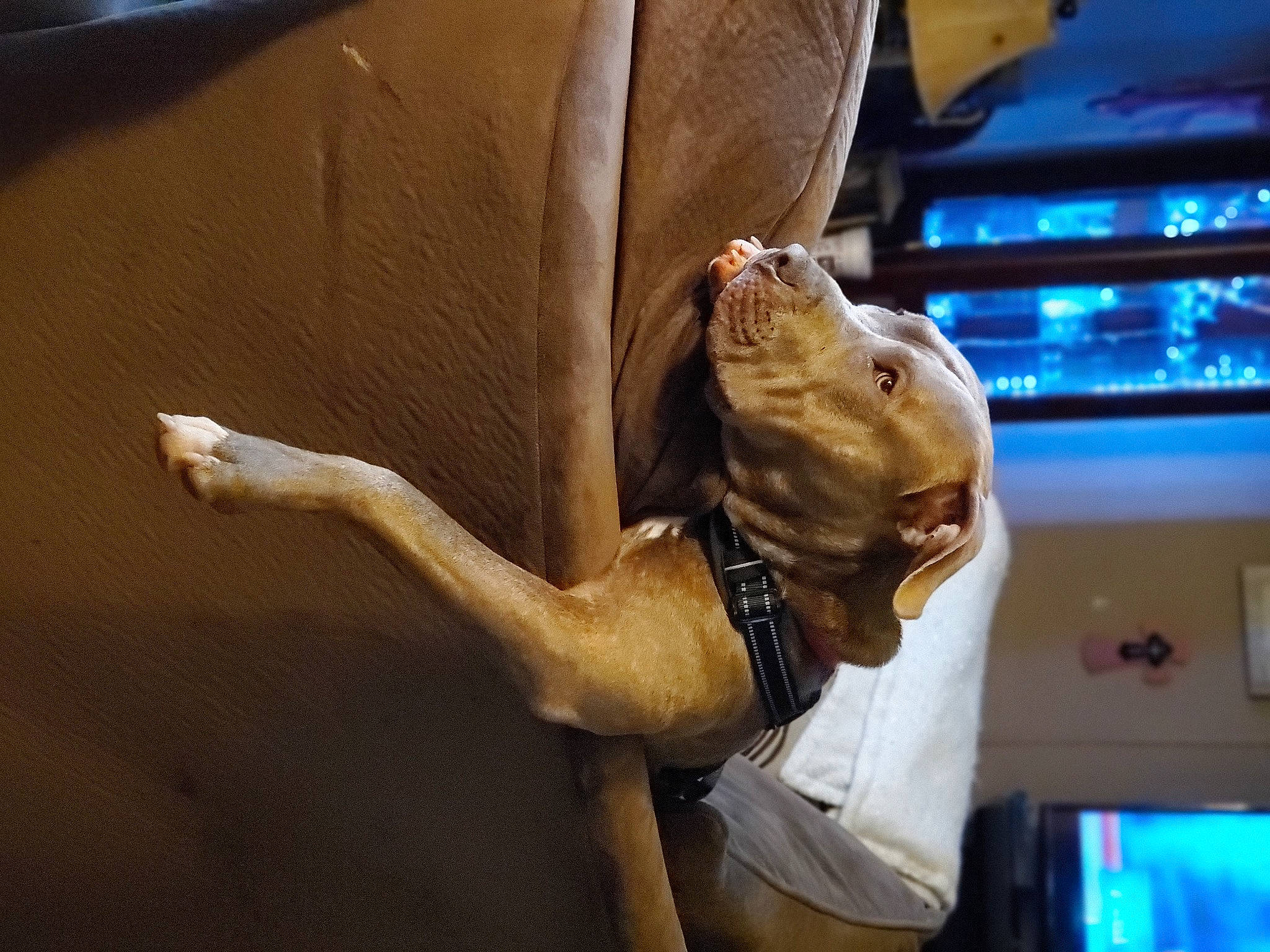 Buddy is registered to the contest to win money with this photo: art, canidae, carnivore, companion_dog, dog, dog_breed, elbow, event, fashion_accessory, metal, non_sporting_group, personal_protective_equipment, reptile, room, snout, sporting_group, wood, working_animal