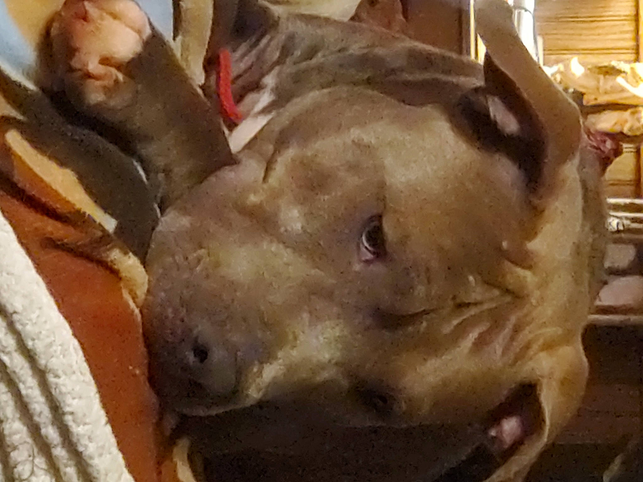 Buddy is registered to the contest to win money with this photo: art, artifact, canidae, dog_breed, domestic_pig, eye, fawn, fur, ingredient, jaw, meat, natural_material, snout, sporting_group, suckling_pig, suidae, terrestrial_animal, whiskers, wood, working_animal