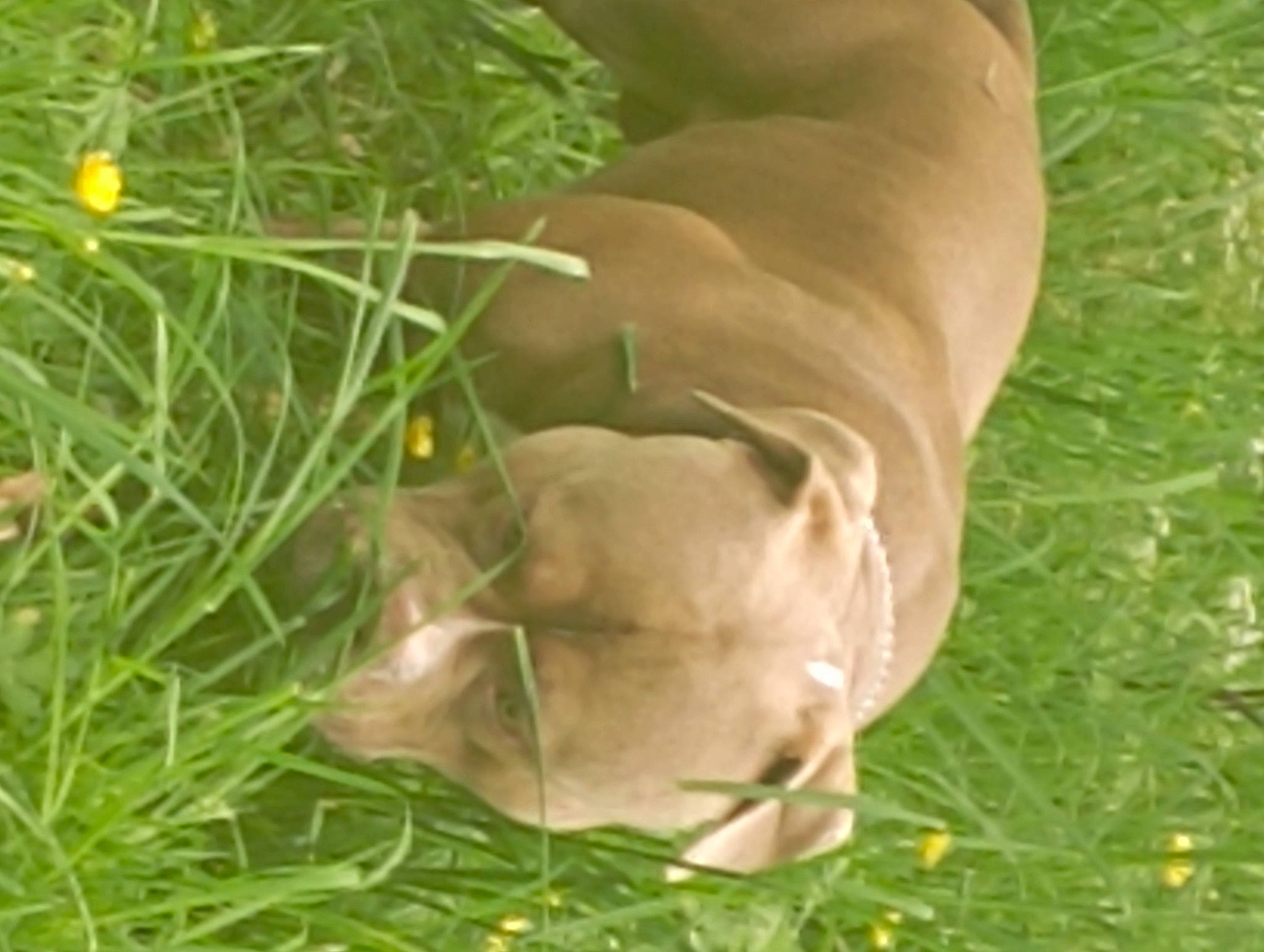 Massaï participe au concours pour gagner de l'argent avec cette photo : carnivore, cat, companion_dog, dog, dog_breed, fawn, felidae, grass, grassland, groundcover, liver, pasture, plant, small_to_medium_sized_cats, snout, sporting_group, tail, terrestrial_animal, whiskers, working_animal