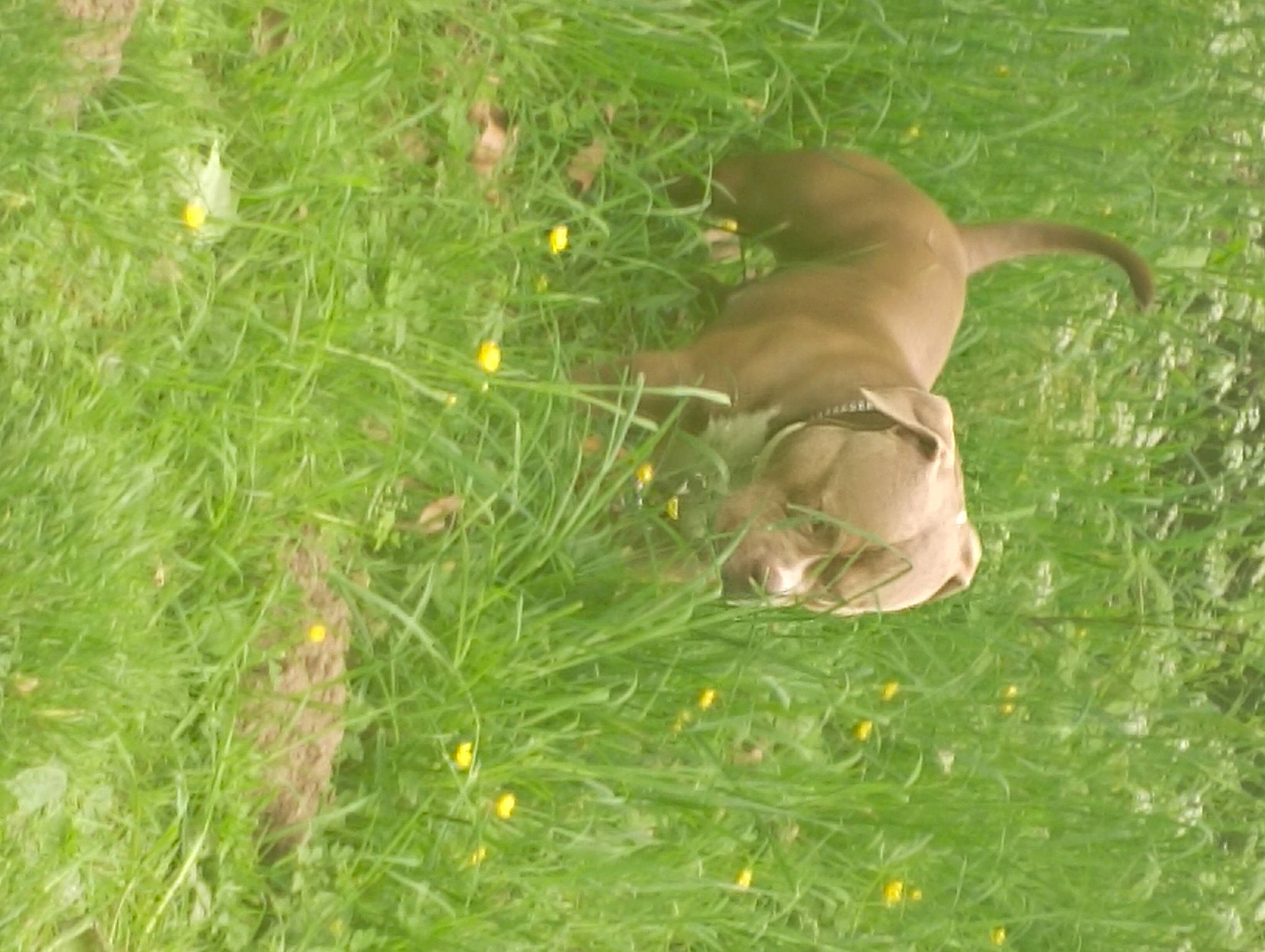 Massaï participe au concours pour gagner de l'argent avec cette photo : canidae, carnivore, dog, dog_breed, fawn, flowering_plant, grass, grass_family, grassland, groundcover, herbaceous_plant, pasture, plant, prairie, sporting_group, tail, terrestrial_animal, wildflower, wildlife