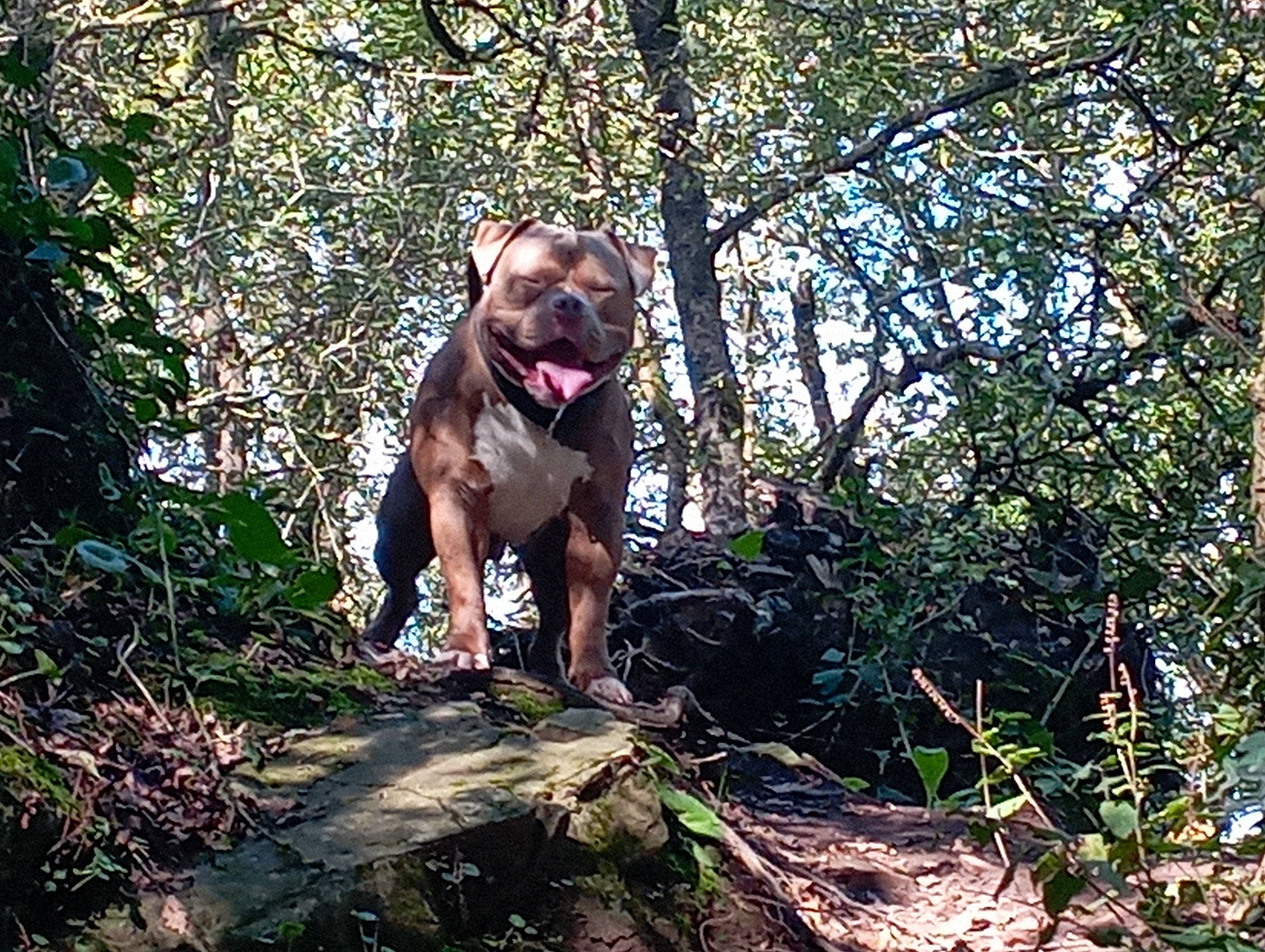 Massaï participe au concours pour gagner de l'argent avec cette photo : canidae, carnivore, companion_dog, dog, dog_breed, forest, grass, gun_dog, liver, pet_supply, plant, recreation, snout, soil, sporting_group, terrestrial_animal, tree, wildlife, woodland, working_animal