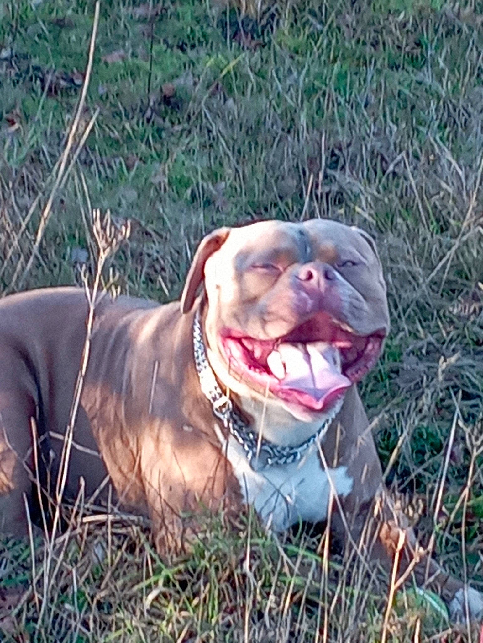 Massaï participe au concours pour gagner de l'argent avec cette photo : canidae, carnivore, collar, companion_dog, dog, dog_breed, dog_collar, fawn, grass, gun_dog, liver, personal_protective_equipment, pet_supply, plant, recreation, snout, soil, sporting_group, terrestrial_animal, working_animal