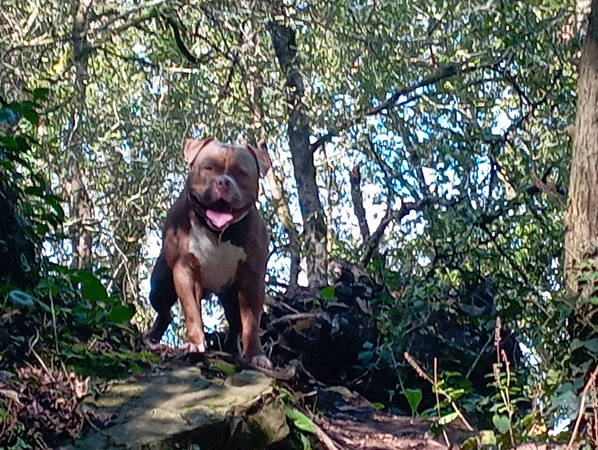 Massaï a rejoint le concours — aidez-le/la à gagner de superbes lots ! carnivore, companion_dog, dog, dog_breed, fawn, forest, grass, jungle, liver, plant, soil, sporting_group, terrestrial_animal, terrestrial_plant, tree, trunk, wildlife, wood, woodland, working_animal