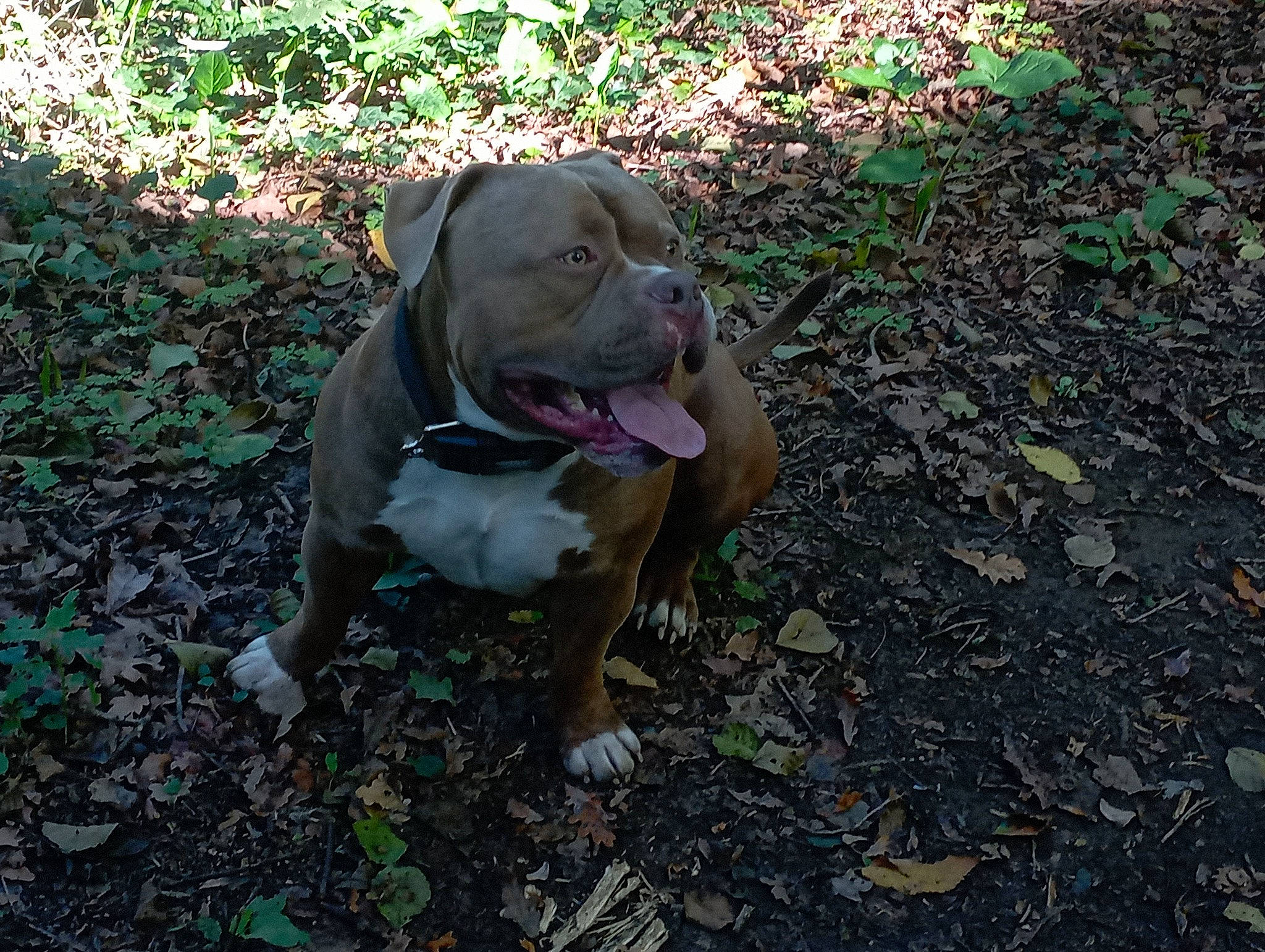 Massaï participe au concours pour gagner de l'argent avec cette photo : canidae, carnivore, collar, companion_dog, dog, dog_breed, dog_collar, fawn, grass, liver, non_sporting_group, pet_supply, plant, road_surface, soil, sporting_group, tail, terrestrial_animal, whiskers, working_animal