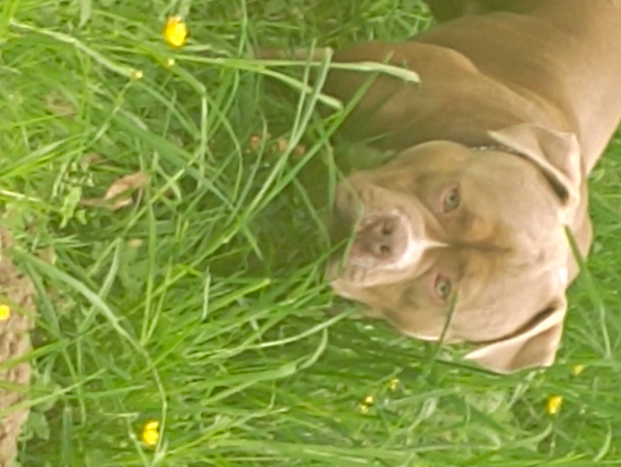 Massaï participe au concours pour gagner de l'argent avec cette photo : dog_breed, fawn, felidae, grass, grass_family, grassland, groundcover, herb, lawn, pasture, plant, prairie, small_to_medium_sized_cats, soil, tail, terrestrial_animal, terrestrial_plant, whiskers, wildlife, working_animal