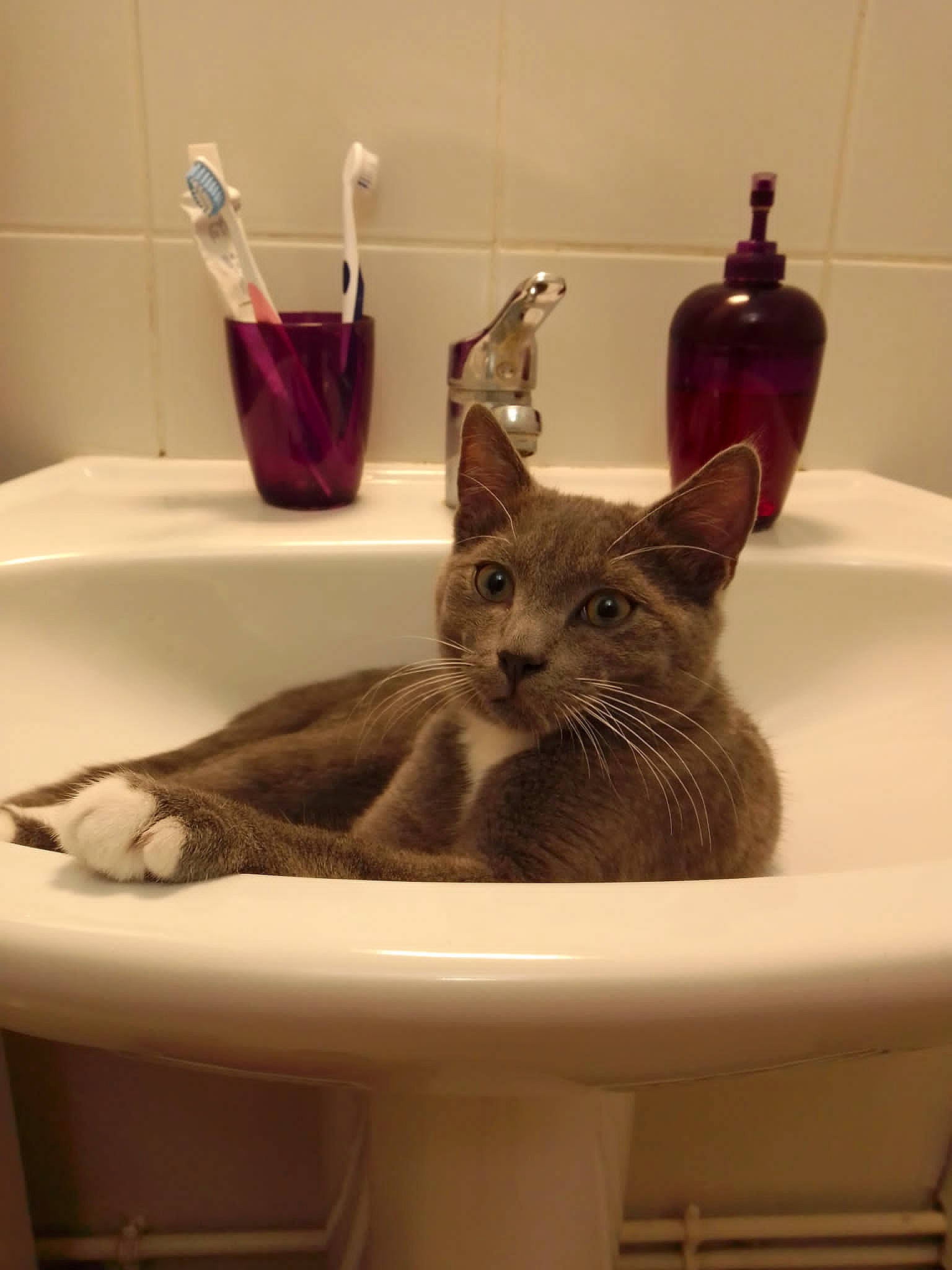 Coton a rejoint le concours — aidez-le/la à gagner de superbes lots ! bathroom, bathroom_sink, carnivore, cat, cat_supply, ceramic, comfort, domestic_short_haired_cat, felidae, interior_design, pet_supply, plumbing, plumbing_fixture, purple, room, sink, small_to_medium_sized_cats, soap_dispenser, tap, whiskers