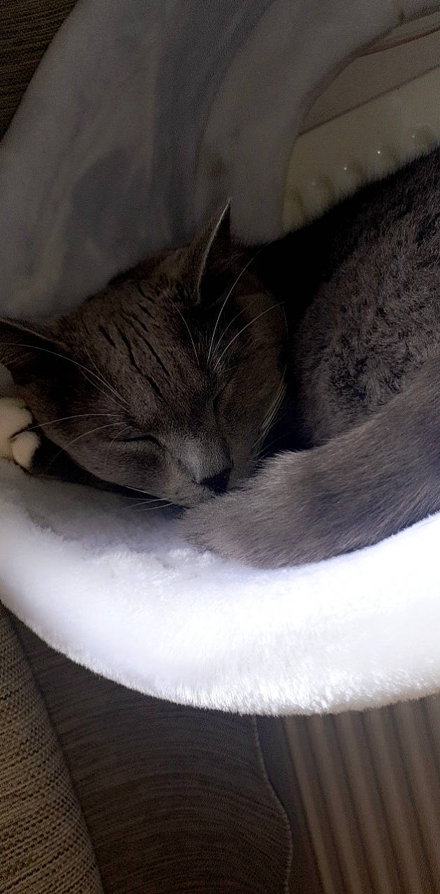 Coton a rejoint le concours — aidez-le/la à gagner de superbes lots ! carnivore, cat, cat_bed, cat_supply, claw, comfort, domestic_short_haired_cat, felidae, fur, grey, linens, monochrome_photography, nap, sleep, small_to_medium_sized_cats, snout, tail, whiskers
