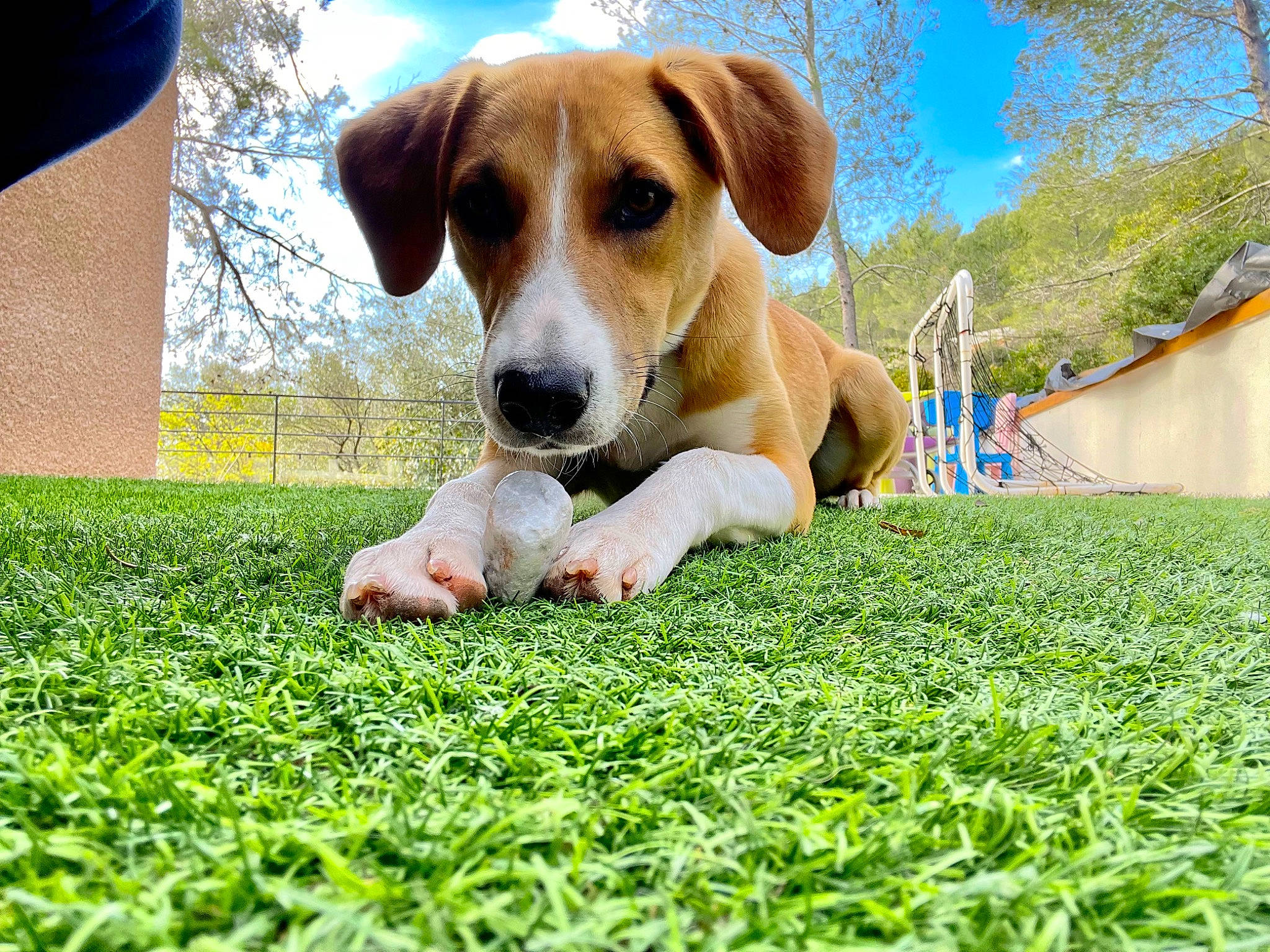 Snooky participe au concours pour gagner de l'argent avec cette photo : ball, canidae, carnivore, companion_dog, dog, dog_breed, fawn, grass, grassland, groundcover, hound, leisure, people_in_nature, plant, scent_hound, sky, snout, sporting_group, tennis_ball, tree