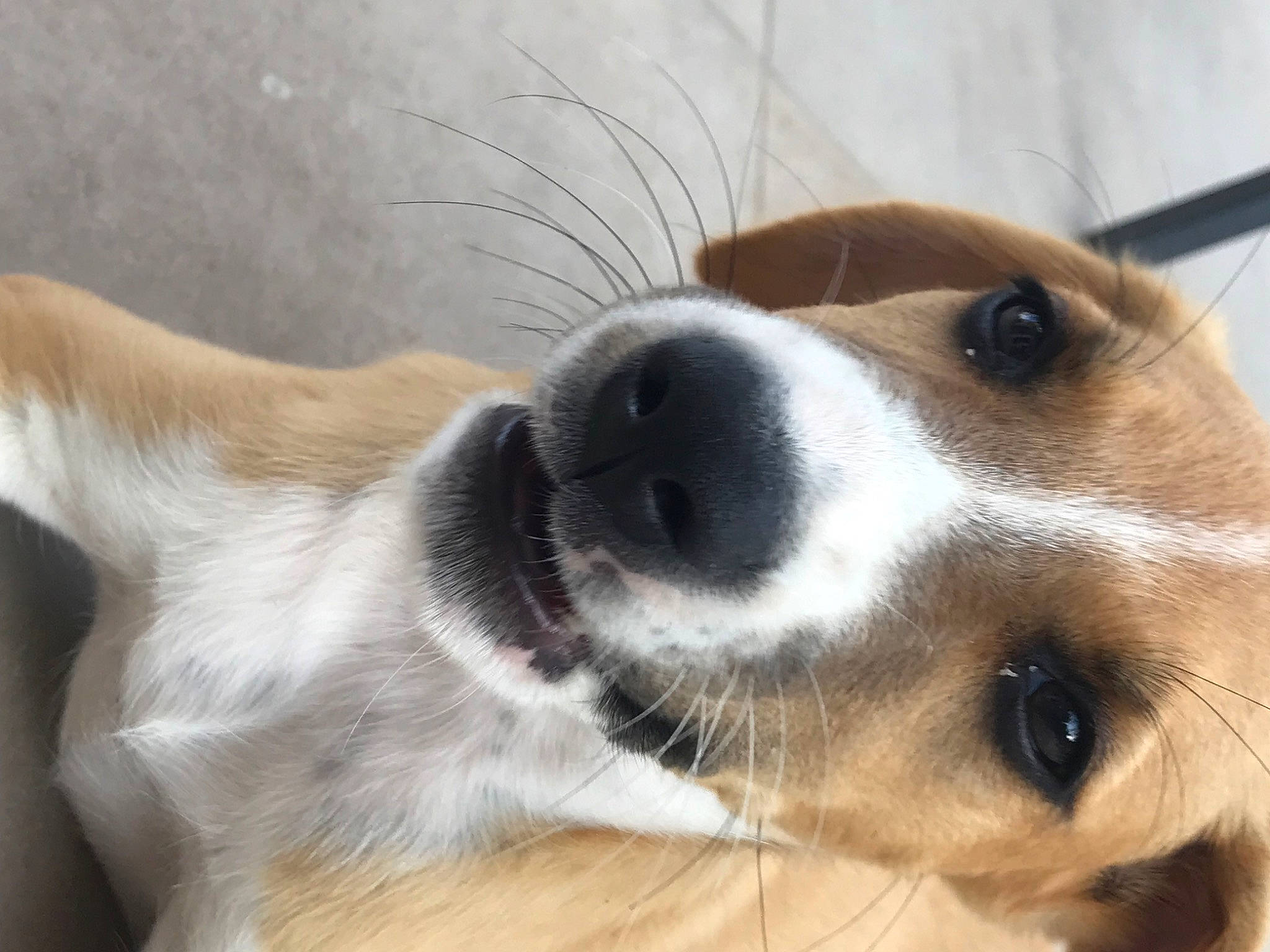 Snooky participe au concours pour gagner de l'argent avec cette photo : canidae, carnivore, collar, companion_dog, dog, dog_breed, fawn, fur, paw, snout, sporting_group, terrestrial_animal, whiskers