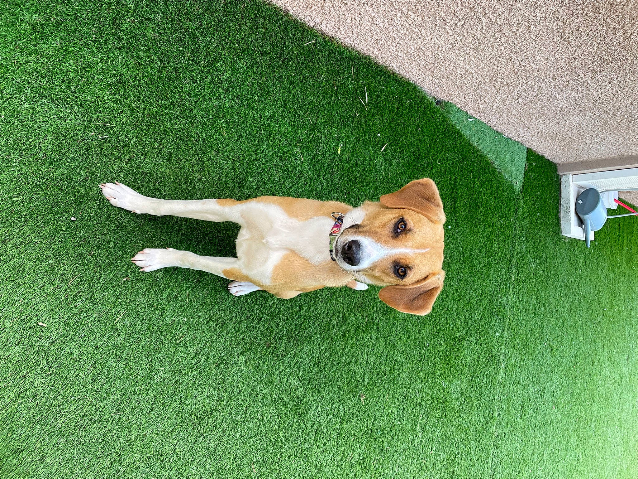 Snooky a rejoint le concours — aidez-le/la à gagner de superbes lots ! artificial_turf, canidae, carnivore, companion_dog, dog, dog_breed, dog_supply, fawn, flooring, grass, grassland, green, lawn, non_sporting_group, recreation, sporting_group, tail, terrestrial_animal, toy, working_animal